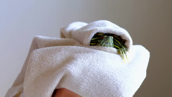 Female Hands Holding Redeared Turtle in White Towel After Washing alt