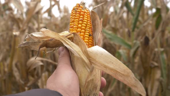 Farmer is holding corn ear on a field