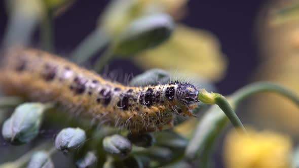 Cabbage butterfly caterpillar on green broccoli with yellow flowers, macro alt