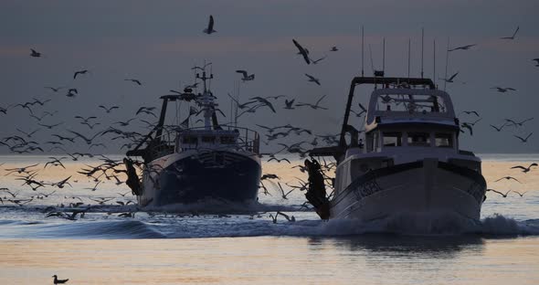 fishing boats coming back to the harbour at sunset, France. alt