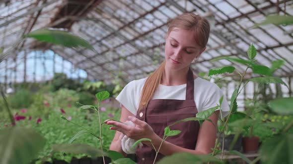 Girl Does Wet Cleaning of Plants and Flowers in the Greenhouse
