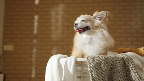 little lap dog messy playing fold cloths basket on wooden laundry table home concept background alt