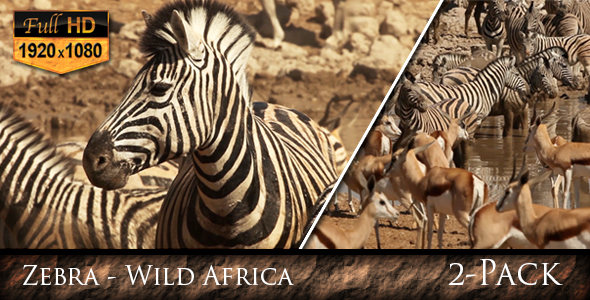 Zebra Wild Africa