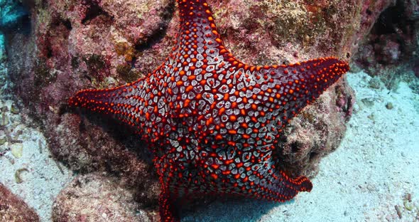 Large starfish in Vanuatu hanging off a large coral head alt