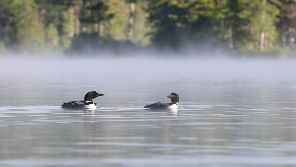Common Loons Calling in Maine alt