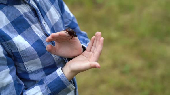 A Rhinoceros Beetle Runs on Boy Hand