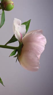 Timelapse Drop-down Peony Flower Isolated on Gray Background. Vertical Shot alt