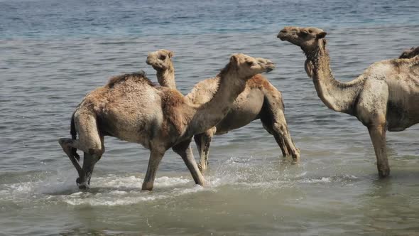 A Herd of Camels Drinks Water From a Small Rain Lake in the Steppe on a Hot Summer Day. Mongolian alt