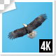 Single Group Of Eagle Birds Flying Top View 4k - VideoHive Item for Sale