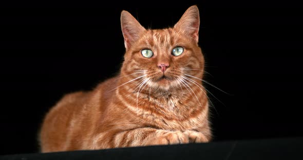 Red Tabby Domestic Cat, Adult Laying against Black Background, Real Time 4K alt