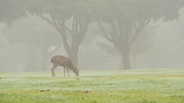 Wild Male Deer with Antlers Horns Grazing Green Lawn Grass
