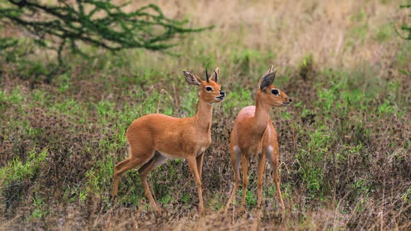 Steenboks On Wilderness In Central Kalahari Game Reserve, Botswana. Close up alt