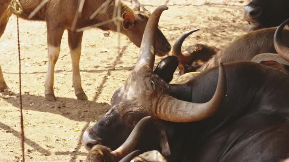 Goa, India. Gaur Bull, Bos Gaurus Or Indian Bison. It Is The Largest Species Among The Wild Cattle alt