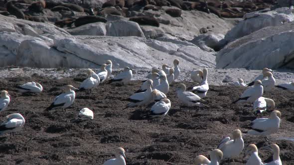 Gannets and Seals