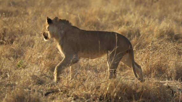 Beautiful young male lion walking and tripping in golden light, Mashatu Botswana. alt