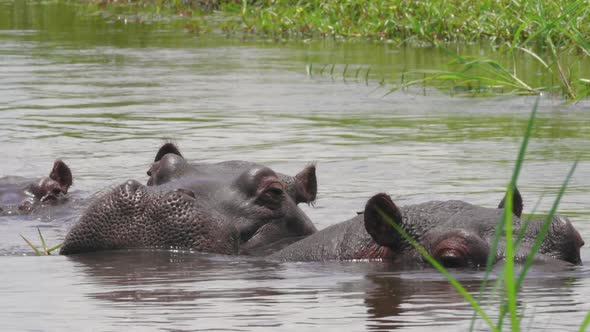 Heads Of Hippos With Bodies Submerged In The Lake Water In Bostwana - Closeup Shot alt