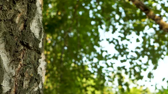 Bark Birch Tree Wood Trunk