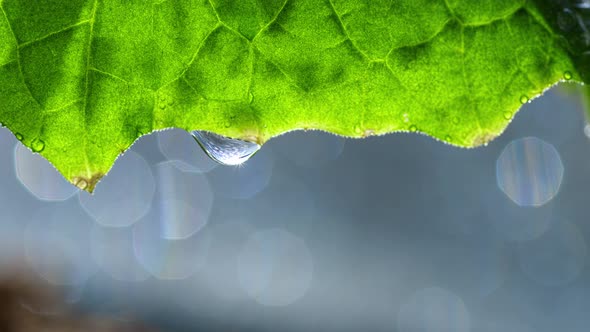Large Drop Of Water On A Leaf