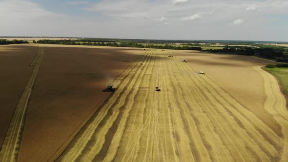 Harvesting Grain By the Combine in the Central Black Earth of Russia