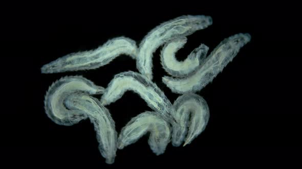 worm-like larvae of a fly (midge) insect of the order Diptera under a microscope alt