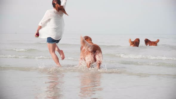 Asian woman playing with her dogs on the beach. Recreation on the beach. Golden retriever dog
