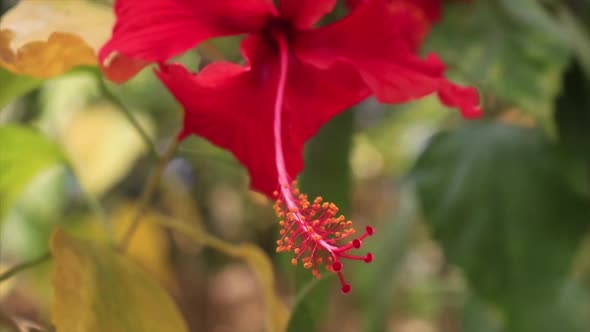 Beautiful flower, Hibiscus Rosa Sinensis, shakes in the wind. Close up alt