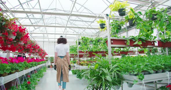 Beautiful Woman Feeding Green Flowerpots in Greenhouse alt