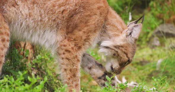 Lynx Licking Paw in Wilderness Area