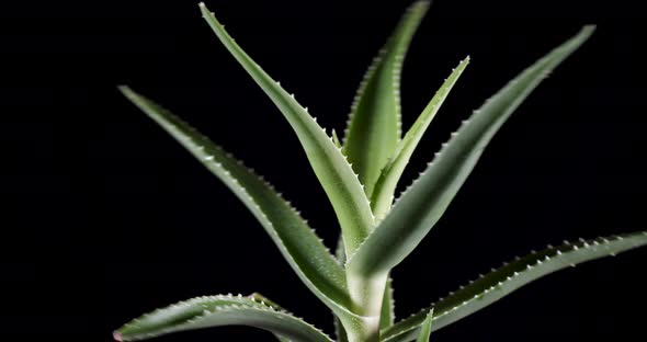 Spinning Aloe Vera Plant a black background alt