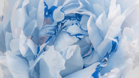 Beautiful Blue Peony Background. Blooming Peony Flower Open, Time Lapse, Close-up. Wedding Backdrop alt