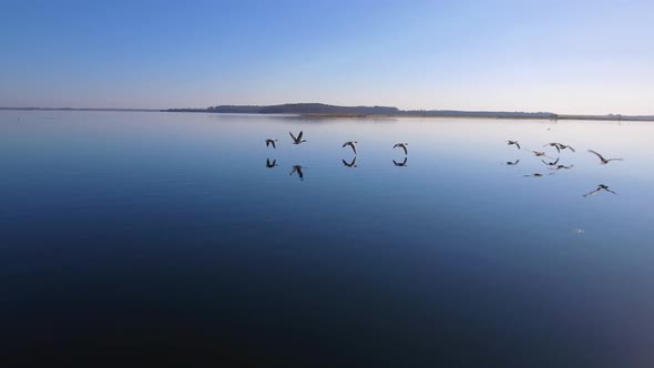 Camera Flying Close Behind A Flock Of Geese Very Low Over The Water