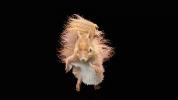 Squirrel Dancing HD alt
