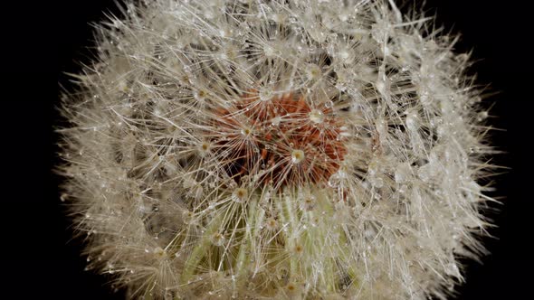 Macro shot of a Dandelion rotating alt