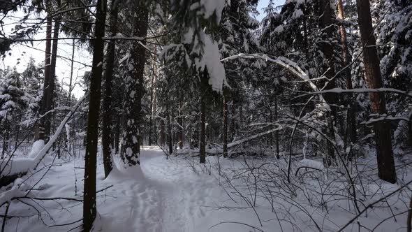 Winter Beauty in Forest Steadycam Shot in Snowy Woodland Slow Motion alt