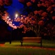 Cherry Blossom In Night Light - VideoHive Item for Sale