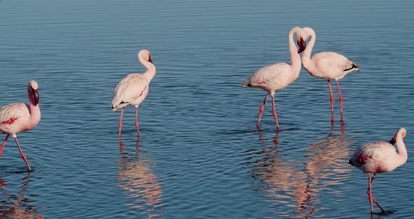 Wildlife of Namibia, flock of amazing pink flamingos in the waters of Walvis Bay, 4k alt