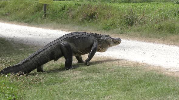 Large Alligator Crossing