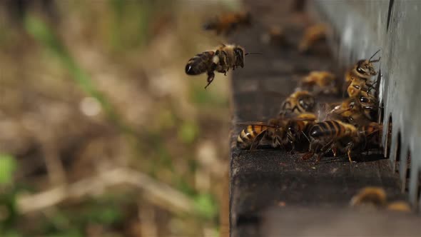 Bees flying around the hive alt