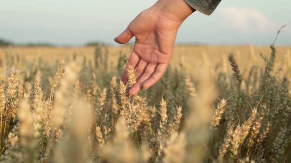Hand Touching Wheats In Evening Light
