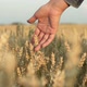 Hand Touching Wheats In Evening Light - VideoHive Item for Sale