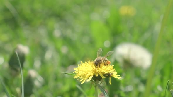 A Bee Collects Pollen From a Dandelion