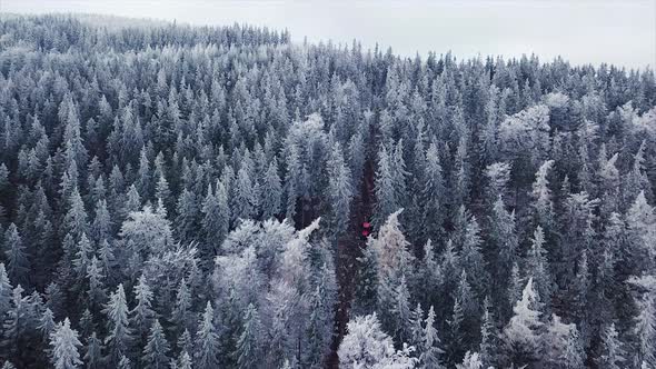 Wood Processing Factory. Aerial shot, Forest Logging Machinery Equipment