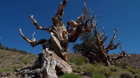 Incredible Bristlecone pine tree that is thousands of years old alt