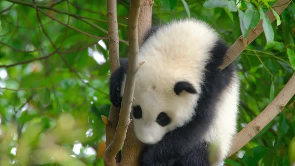 Giant Panda Bear Cub on a Tree alt