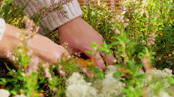 Young Woman Picking Mushrooms in Autumn Forest alt