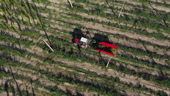 Agricultural Workers Harvest Hops in Tractor in the Field Aerial View alt