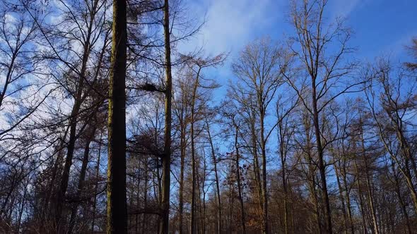 Winter Woodland View Through the Bare Trees alt
