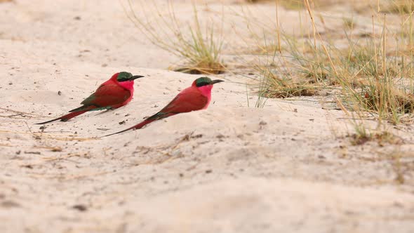 Close up: Two colorful Southern Carmine Bee-eater birds take flight alt