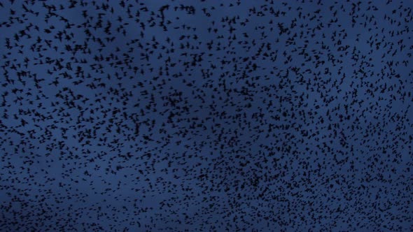 Starlings Fill The Sky During Murmuration At Dusk