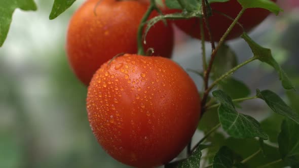 Appetizing Red Tomato With Water Drops Hanging on Branch, Fresh Organic Food